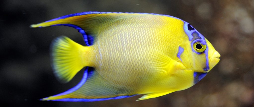 POISSONNERIE GENERALE